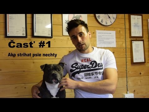 Video: Ako uviesť ženskú šteňatku do dospelého mužského psa