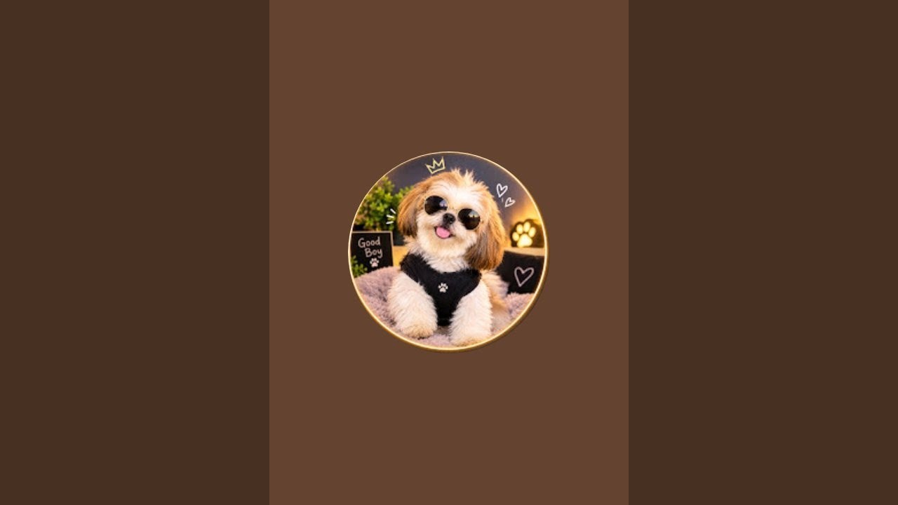 Coco's daily activity and fun. - YouTube