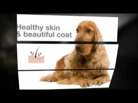 puppy paradise Cocker Spaniel