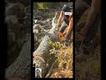 🔥Precision Tree Cutting with Chainsaw#treecutting #chainsawwork #fypシ゚viral