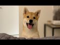 5일 만에 주인을 만난 강아지의 반응 | 캐나다 강아지 유치원 & 애견 호텔
