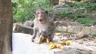 Monkeys Being Familiar With Living Beside Human Society 11 | Viral Monkey