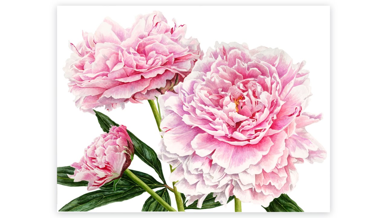 A selection of Anna Mason's watercolours YouTube