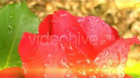 Light Glow Flares Transitions | Motion Graphics - Envato elements