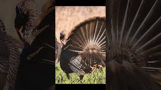He Hung Up at 60 Yards… Biggest Mistake of His Season #turkeyhunting  #gobblerhunting #bowhunting