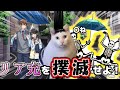 猫ちゃんと一緒にリア充を撲滅してみた　【2択でリア充滅亡ゲーム】