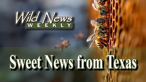 Texas Honey Boom? A Sweet Comeback for Beekeeping, but the Battle Isn