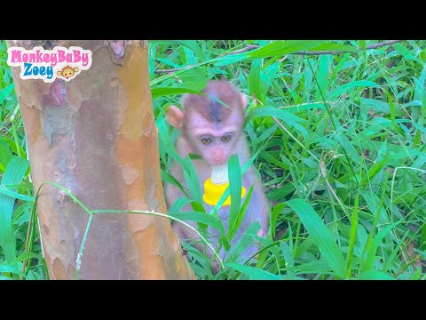 Baby monkey holding a milk bottle walking around the garden