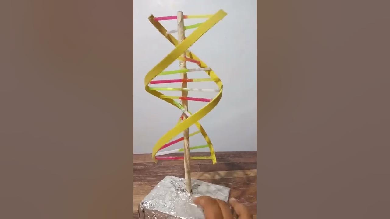DNA MODEL YouTube