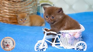 Yavru Kedi Bisiklet Sürmeyi Öğreniyor Gün 282 Catsaurus Cute