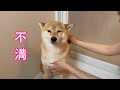 自分だけお風呂に連れてこられて納得がいかず不満タラタラな柴犬が可愛い