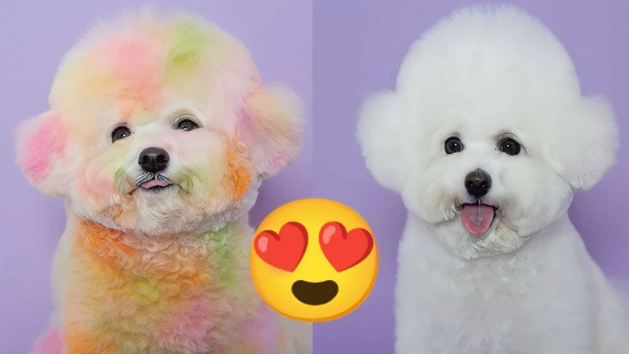 Bichon Frise — Puppies Adorable Videos Compilation Animals Funniest Laugh
