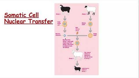 6.2.1. Cloning and biotechnology c) Natural Clones d) Artificial clones in Animal Species