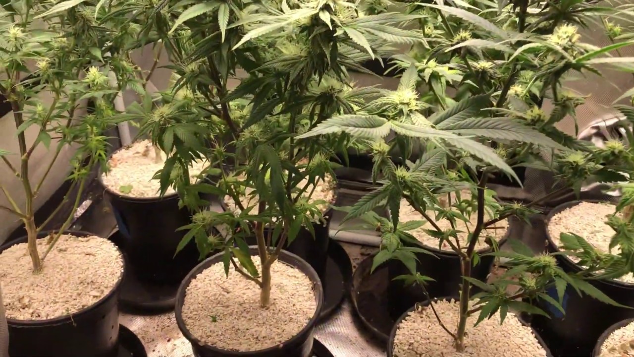 SpiderFarmer LED 2x4 Grow Tent - Die Bugs Die!