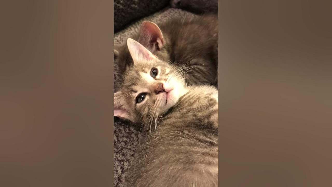 Fuzzy kitten hisses at me after I sneeze 🤧 - YouTube