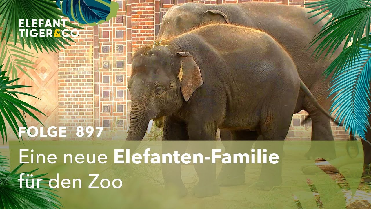 Elefant Tiger Und Co 1017