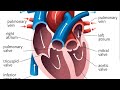 Pericordial examination فحص الصدر