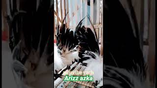 Chabo Black Tail Cakepp Nyyaa,Ori, Yahutt,,, Azka