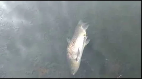 Porque os peixes não morrem quando a água congela?