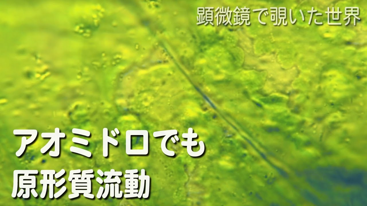 アオミドロでも原形質流動 Youtube