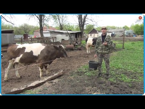 Сдали быка на мясо, такого результата не ожидали, жизнь в деревне