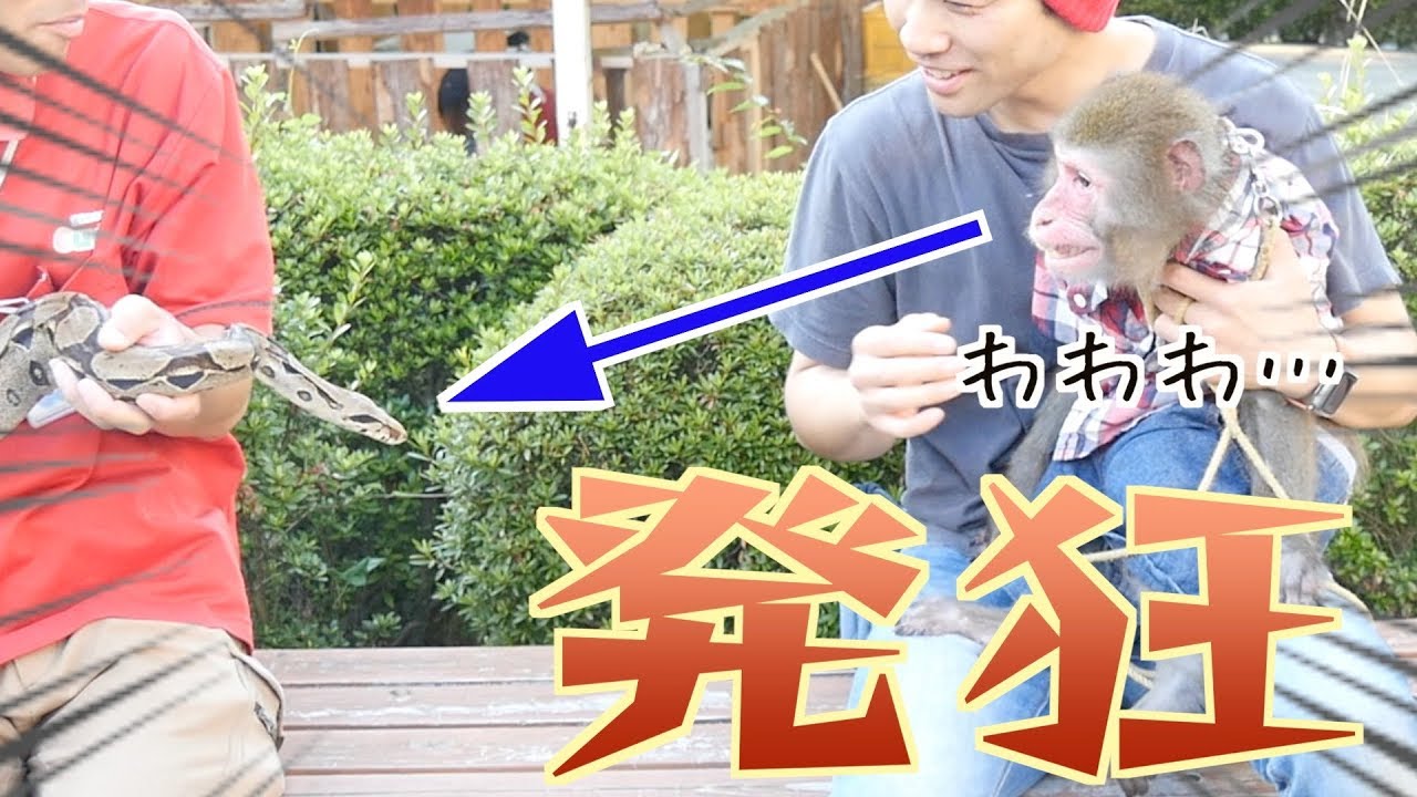 This monkey saw a real snake for the first timeits instinct to