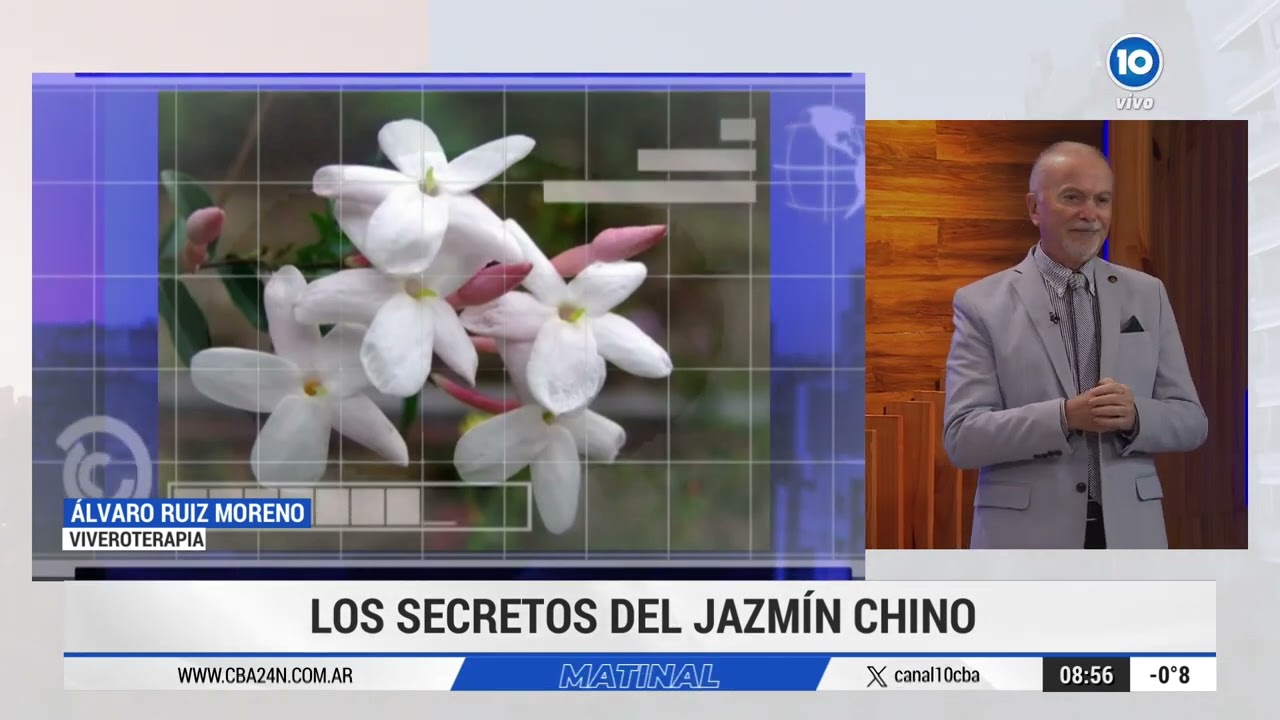 LOS SECRETOS DEL JAZMÍN CHINO, por ÁLVARO RUIZ MORENO de VIVEROTERAPIA