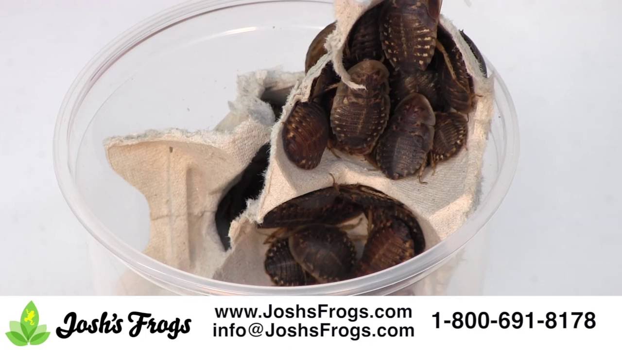 5 Reasons Why Dubia Roaches are better than Crickets YouTube