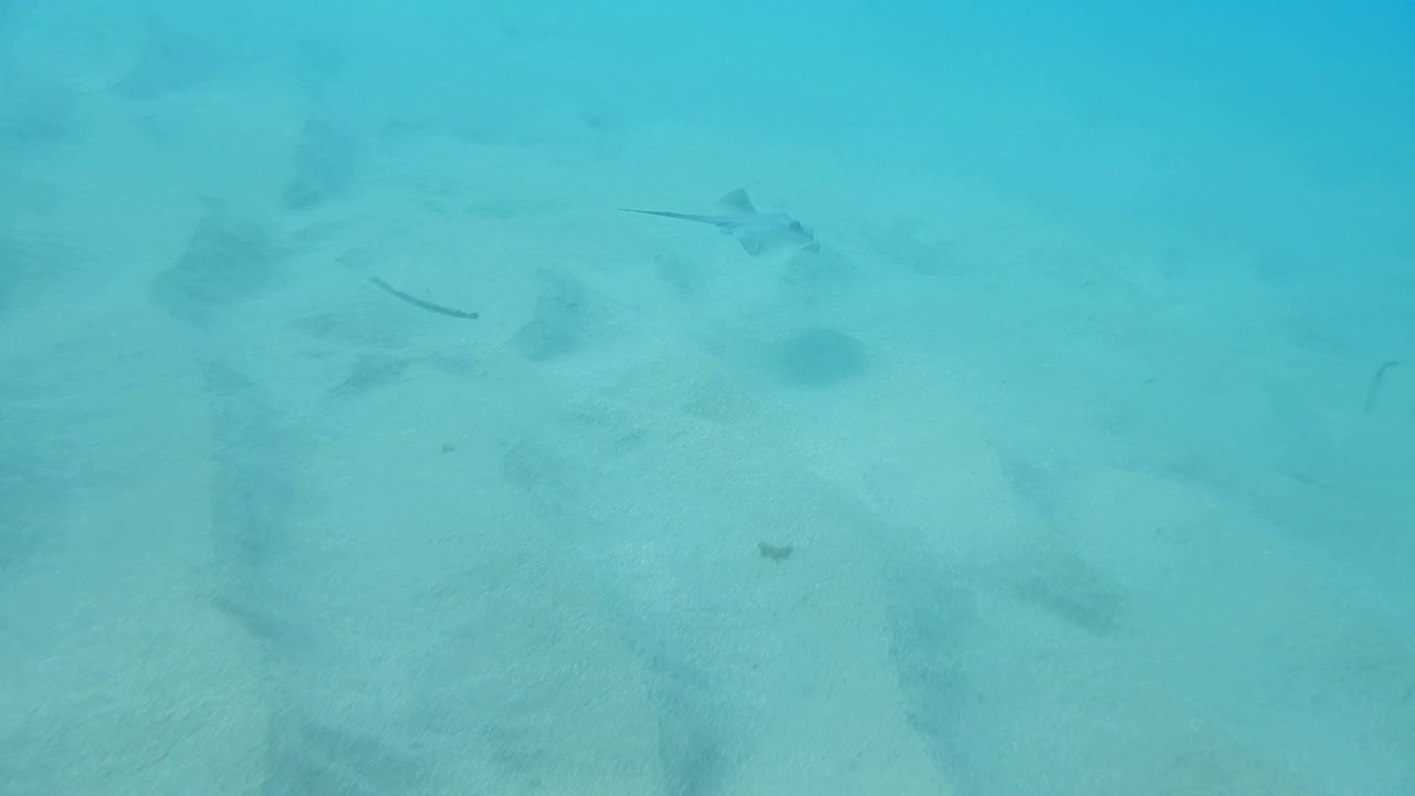 Common Stingray (Dasyatis pastinaca) under waves.