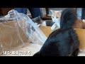 くしゃみが多かった愛猫のために布製から木製キャットタワーに交換したらメリットだらけだった