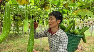 Harvest Bottle Gourd Goes to the market sell  Take Care Of The Pet | Solo Survival