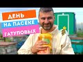 Новый день на пасеке Гатуповых