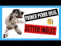 SETTER INGLÉS: el perro CABALLERO  | 5 Datos y 10 Curiosidades que quizá no conozcas