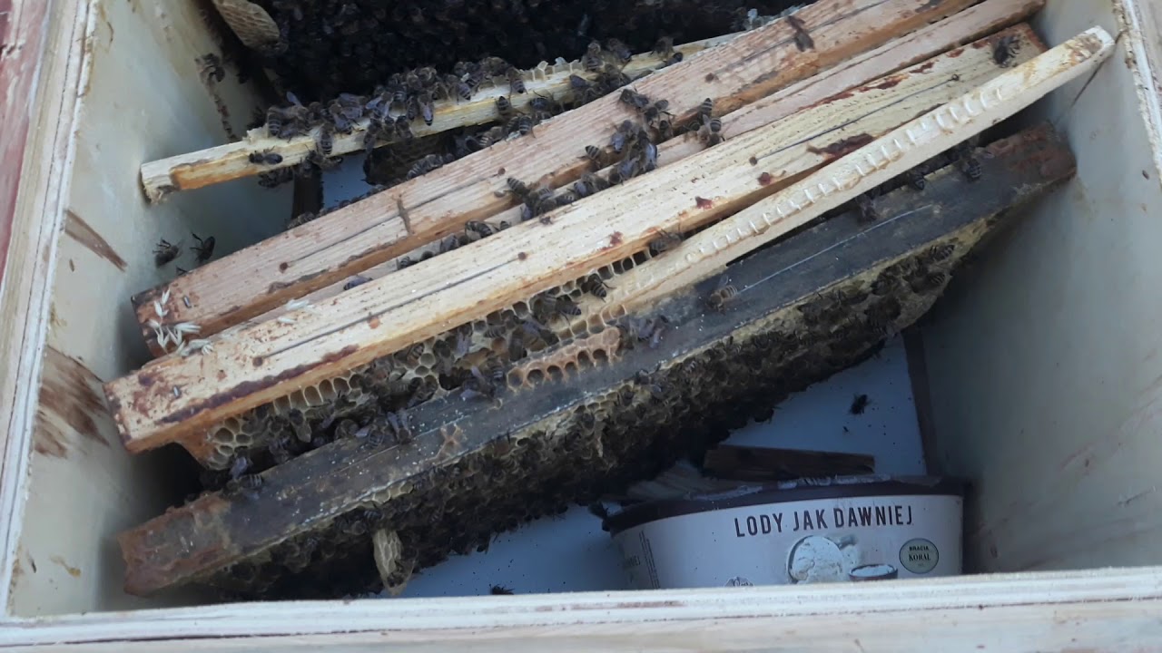 Dramat w ulach... na nowej pasiece :/