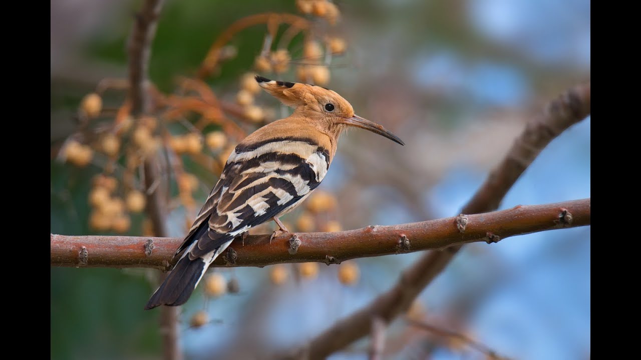 Hoopoe Harmony: Exploring the Elegance and Symbolism of Earth's Crowned Birds