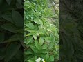 Potatoes in bloom #nature