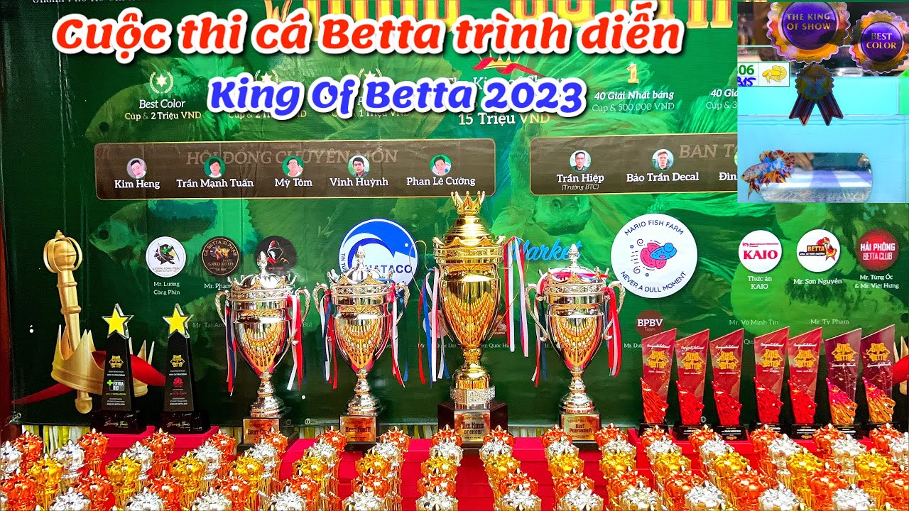 Cuộc thi cá betta trình diễn KING OF BETTA 2023| Nơi quy tụ ae đam mê Betta mọi miền đất nước !