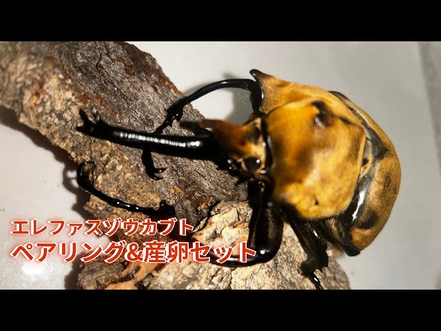 Japanese Stag Beetles] 2-year-old specimens! Shining golden