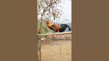 gà rừng f1 gáy cực hay rất đẹp. Qaib qus qua zoo zoo nkauj kaws li nawb