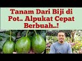 Cara Menanam Alpukat di Pot Dari Biji Agar Cepat Berbuah, Panduan Lengkap..!!