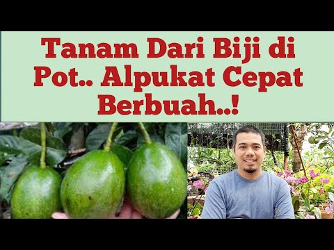 Video: Alpukat dalam pot. Kami menanam alpukat dari batu di rumah