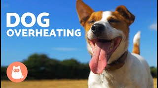 How to KNOW If My DOG is TOO HOT 🐶☀️ (3 Signs of Overheating in Dogs)