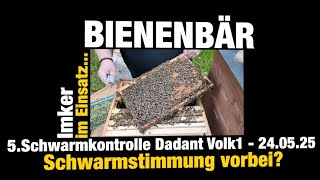 Schwarmstimmung vorbei? 5.Schwarmkontrolle Dadant Volk 1 24.05.25 #dadant #bienenbär #bees