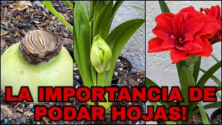 LA IMPORTANCIA DE PODAR HOJAS DE AMARILIS, LIRIOS, AZUCENAS, AMARYLLIDACEAE (Hippeastrum amarillys)