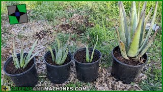 Aloe Vera Transplanting | New Plants