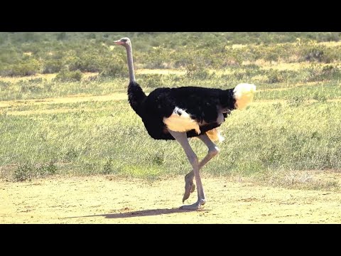 ИНТЕРЕСНАЯ ПТАШКА: АФРИКАНСКИЙ СТРАУС