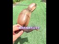蛇のおもちゃが限界まで膨らんだ 😱🐍のサムネイル