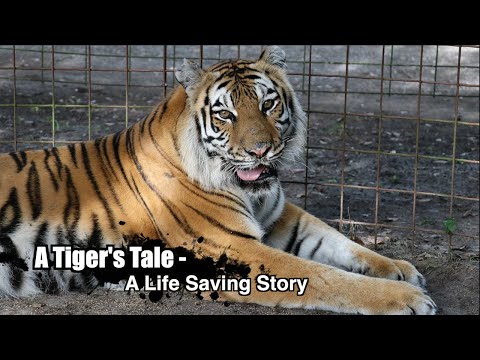 A Tiger's Tale - A Life Saving Story, Episode 2