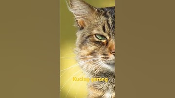 kucing garing