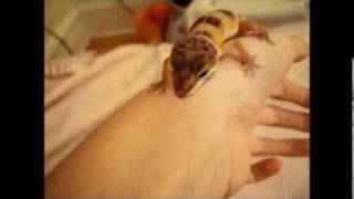 How To Pick A Healthy Leopard Gecko